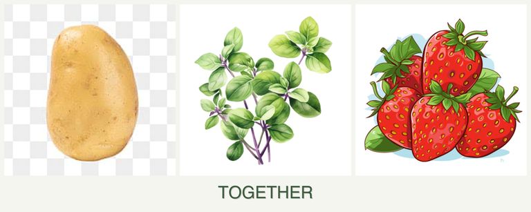 Can you plant potatoes, oregano and strawberries together?