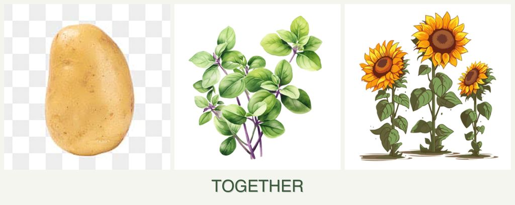 Can you plant potatoes, oregano and sunflowers together?