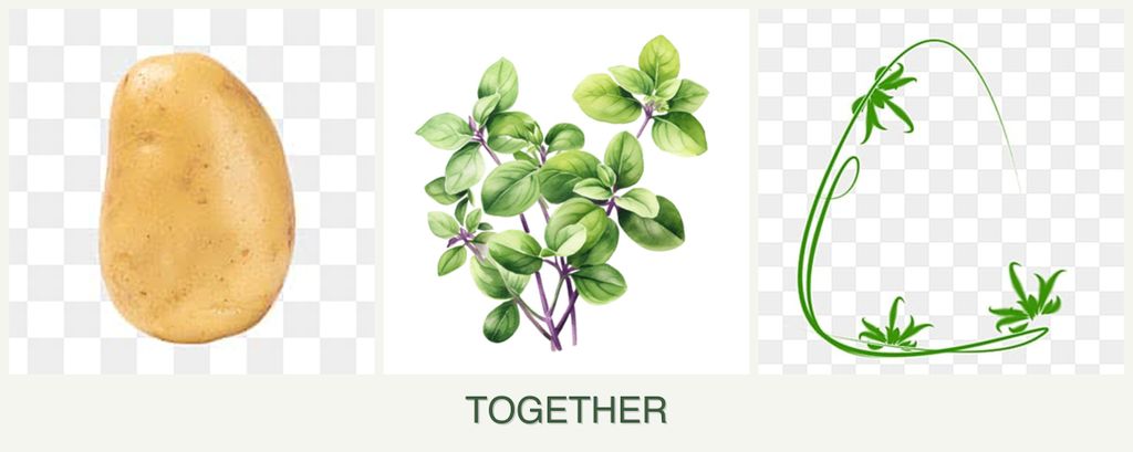 Can you plant potatoes, oregano and tarragon together?