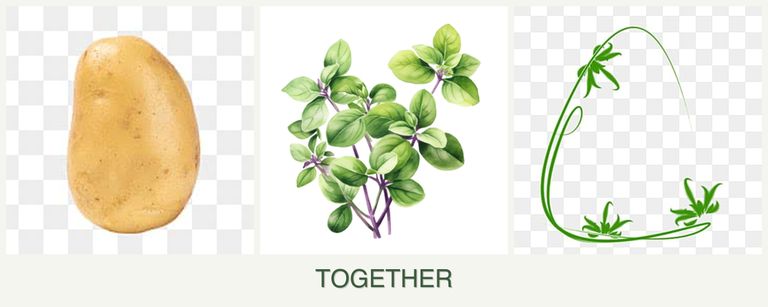 Can you plant potatoes, oregano and tarragon together?