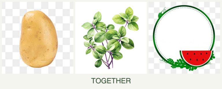Can you plant potatoes, oregano and watermelons together?