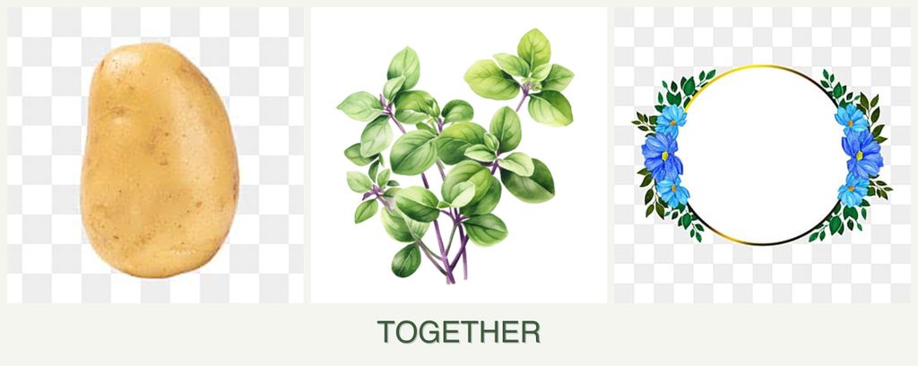Can you plant potatoes, oregano and zinnias together?