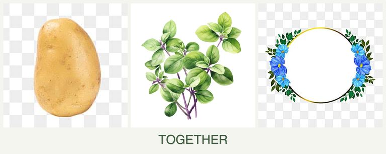Can you plant potatoes, oregano and zinnias together?