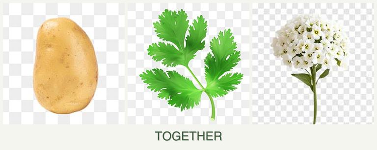 Can you plant potatoes, parsley and alyssum together?