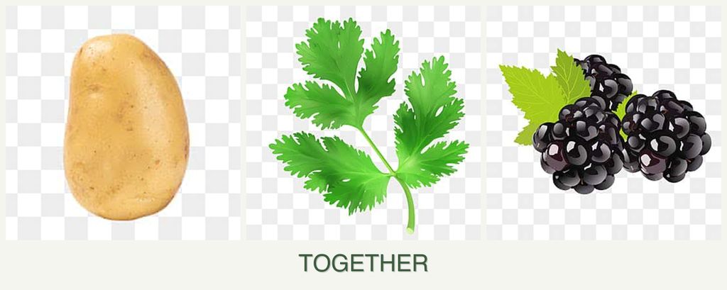 Can you plant potatoes, parsley and blackberries together?