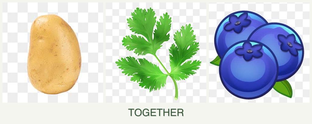 Can you plant potatoes, parsley and blueberries together?