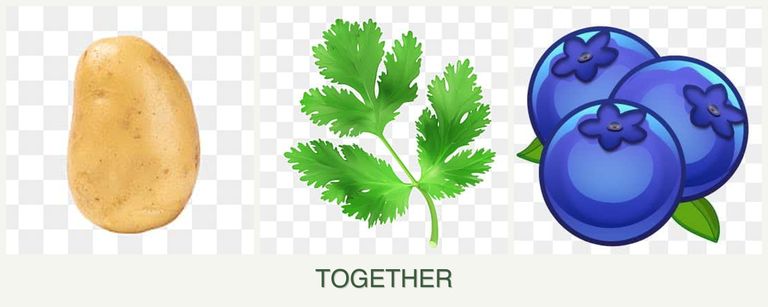 Can you plant potatoes, parsley and blueberries together?