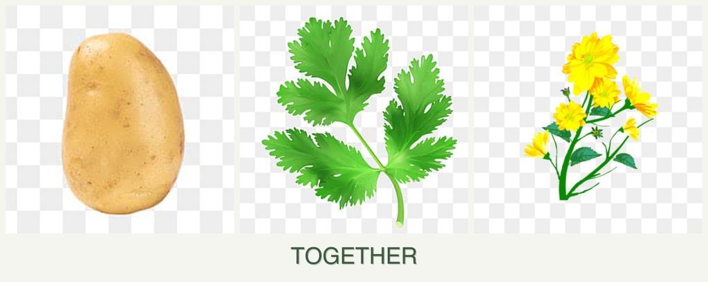 Can you plant potatoes, parsley and calendula together?