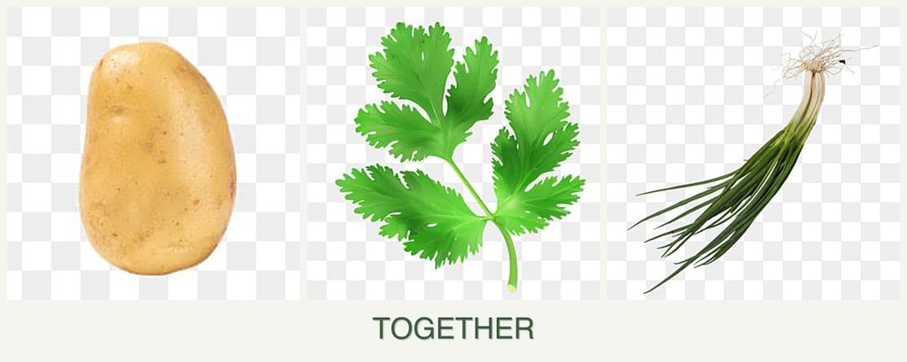 Can you plant potatoes, parsley and chives together?