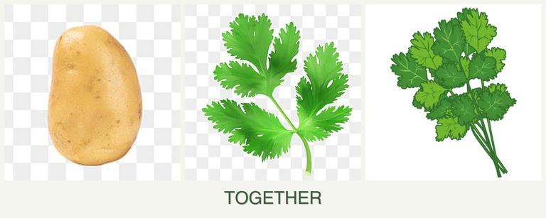 Can you plant potatoes, parsley and cilantro together?