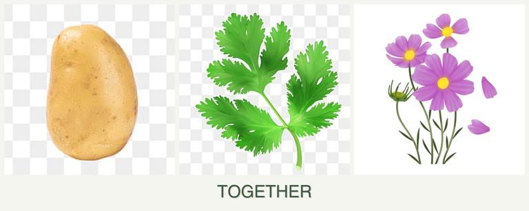 Can you plant potatoes, parsley and cosmos together?