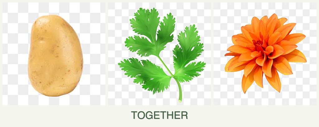 Can you plant potatoes, parsley and dahlias together?