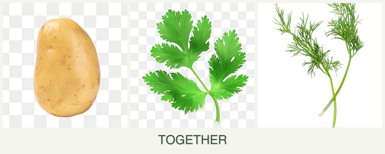 Can you plant potatoes, parsley and dill together?