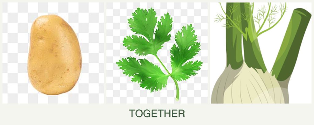 Can you plant potatoes, parsley and fennel together?
