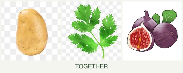 Can you plant potatoes, parsley and figs together?