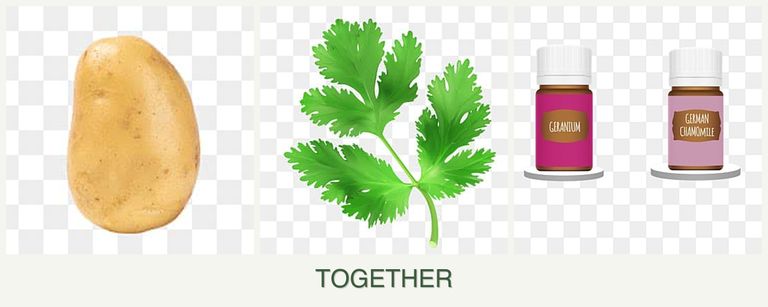 Can you plant potatoes, parsley and geraniums together?