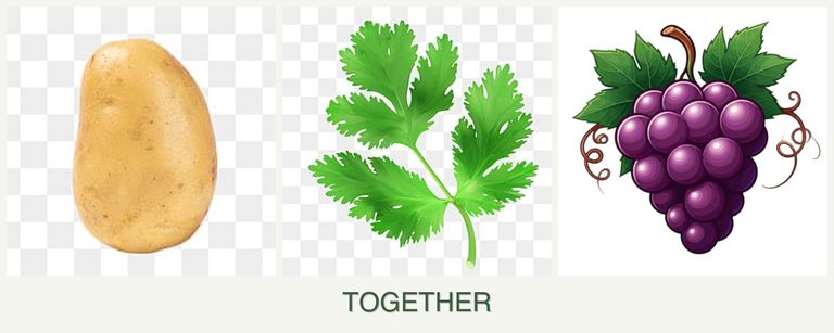 Can you plant potatoes, parsley and grapes together?