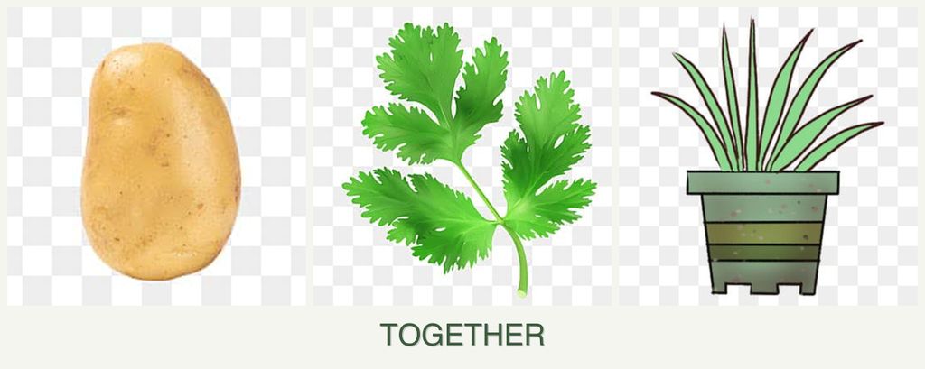 Can you plant potatoes, parsley and lemongrass together?
