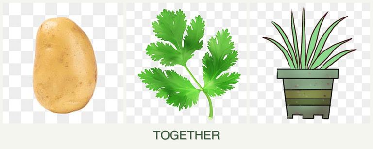 Can you plant potatoes, parsley and lemongrass together?