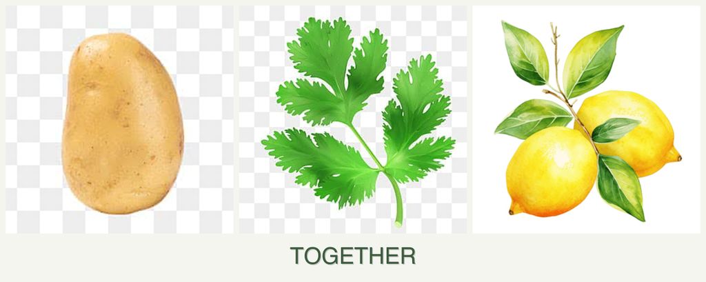 Can you plant potatoes, parsley and lemons together?
