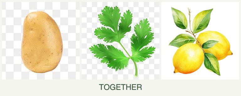 Can you plant potatoes, parsley and lemons together?