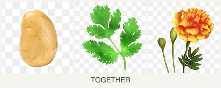 Can you plant potatoes, parsley and marigolds together?