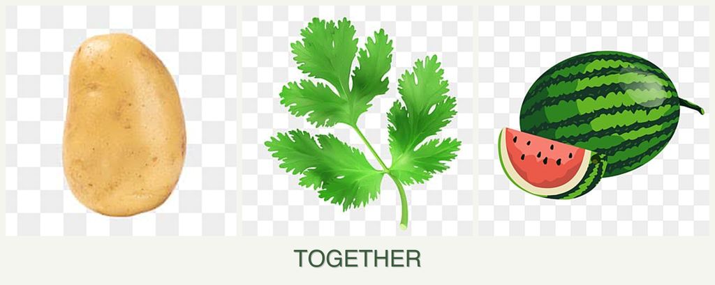 Can you plant potatoes, parsley and melons together?