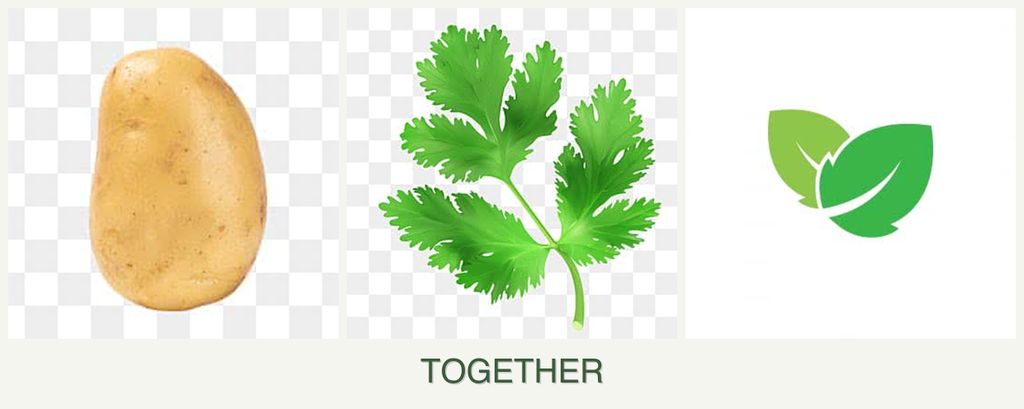 Can you plant potatoes, parsley and mint together?