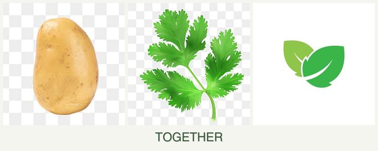 Can you plant potatoes, parsley and mint together?