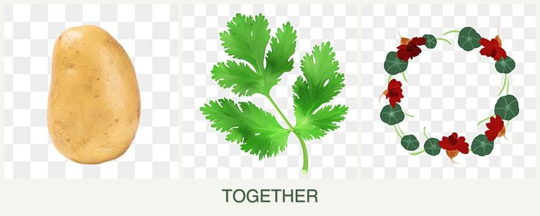 Can you plant potatoes, parsley and nasturtiums together?