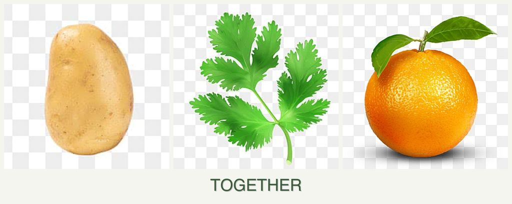 Can you plant potatoes, parsley and oranges together?