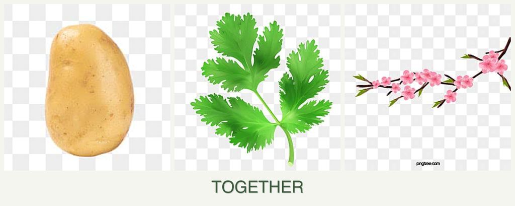 Can you plant potatoes, parsley and peaches together?