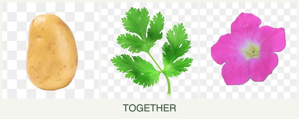 Can you plant potatoes, parsley and petunias together?