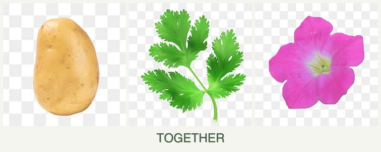 Can you plant potatoes, parsley and petunias together?