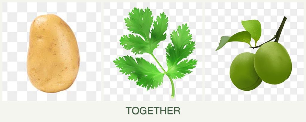 Can you plant potatoes, parsley and plums together?