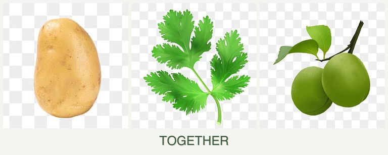 Can you plant potatoes, parsley and plums together?
