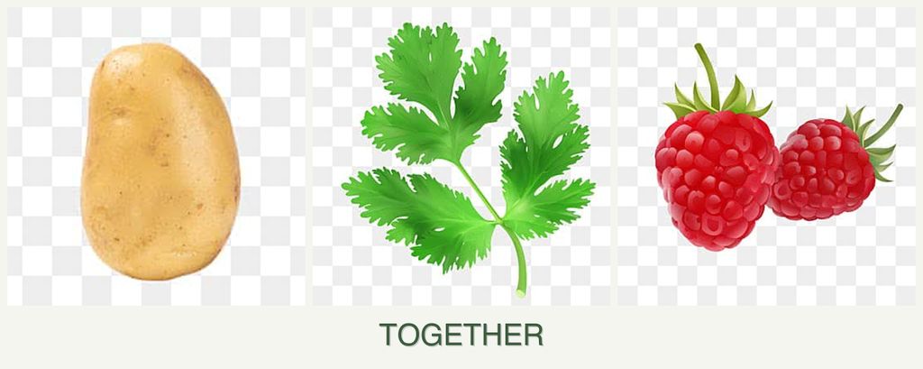 Can you plant potatoes, parsley and raspberries together?