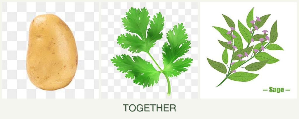 Can you plant potatoes, parsley and sage together?