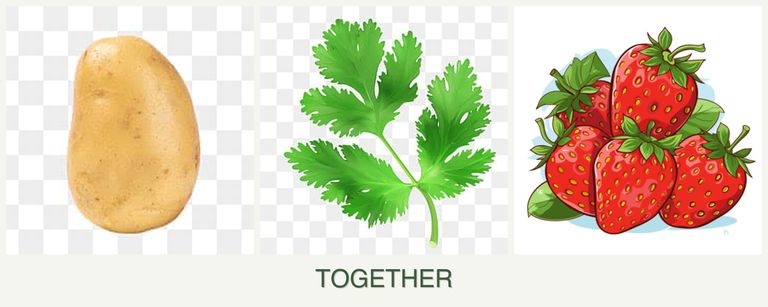 Can you plant potatoes, parsley and strawberries together?