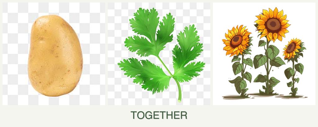 Can you plant potatoes, parsley and sunflowers together?