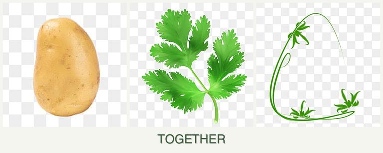 Can you plant potatoes, parsley and tarragon together?