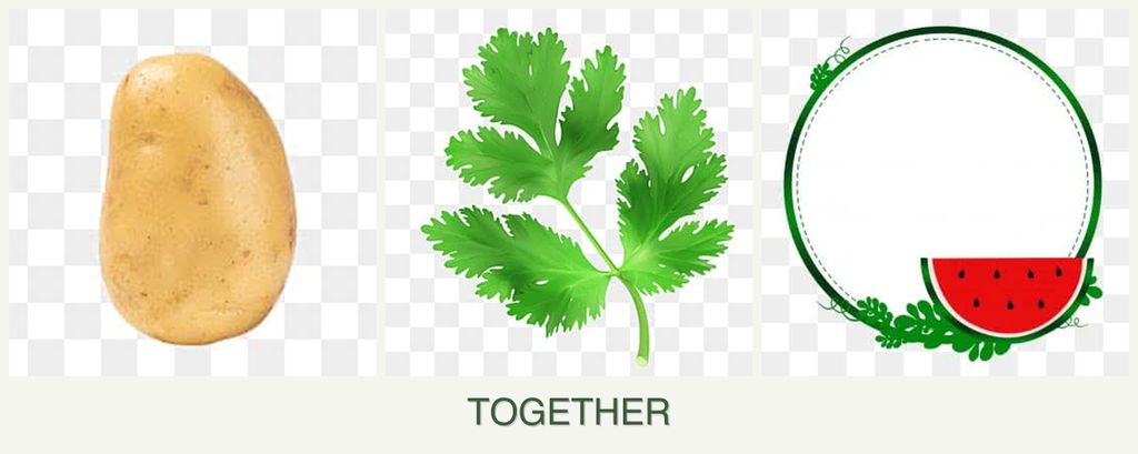 Can you plant potatoes, parsley and watermelons together?
