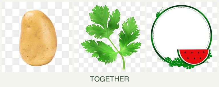 Can you plant potatoes, parsley and watermelons together?