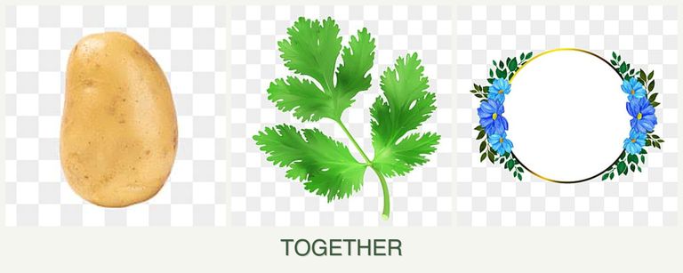 Can you plant potatoes, parsley and zinnias together?