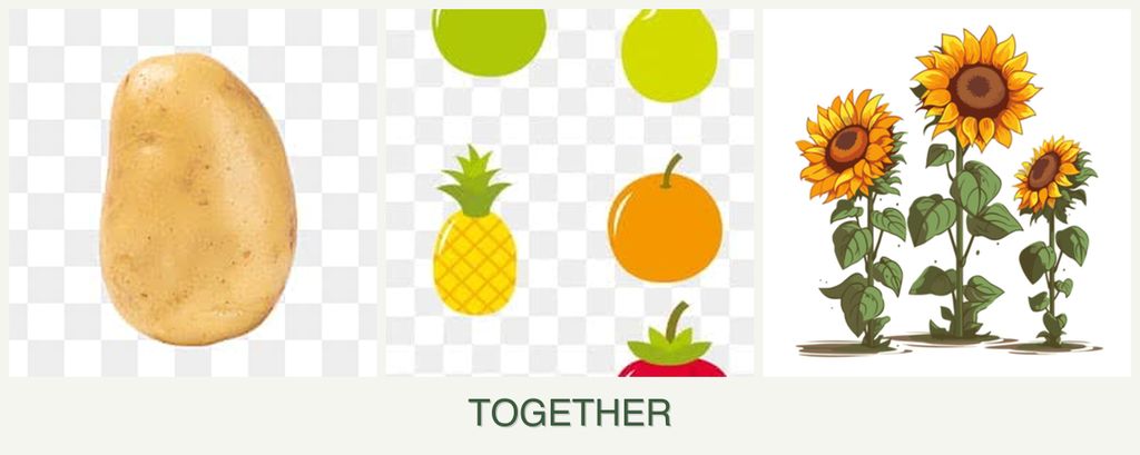 Can you plant potatoes, pears and sunflowers together?