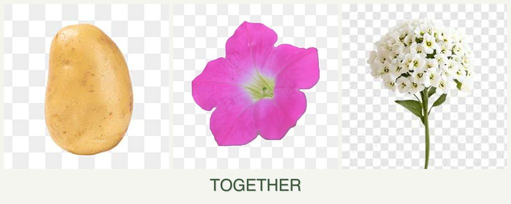 Can you plant potatoes, petunias and alyssum together?