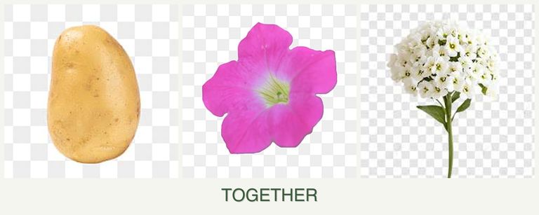 Can you plant potatoes, petunias and alyssum together?