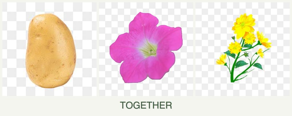Can you plant potatoes, petunias and calendula together?