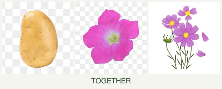 Can you plant potatoes, petunias and cosmos together?