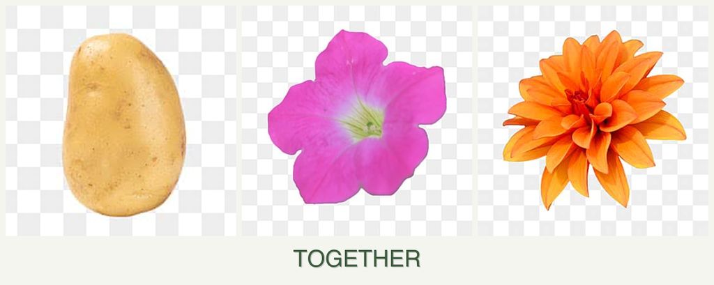 Can you plant potatoes, petunias and dahlias together?
